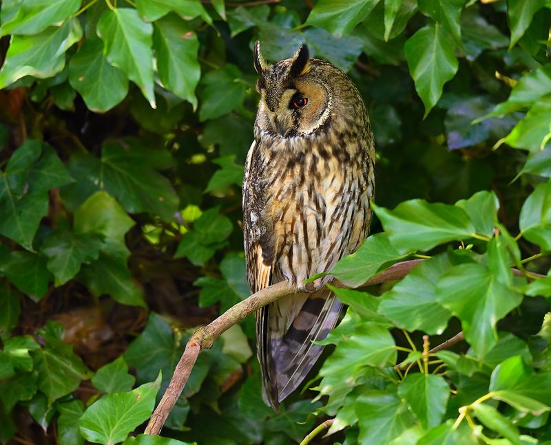 Long-eared Owl - Asio otus