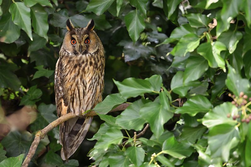 Gallery Long-eared Owl