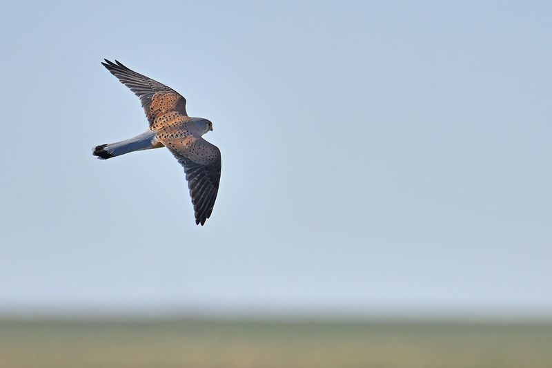 Common Kestrel (Falco tinnunculus)