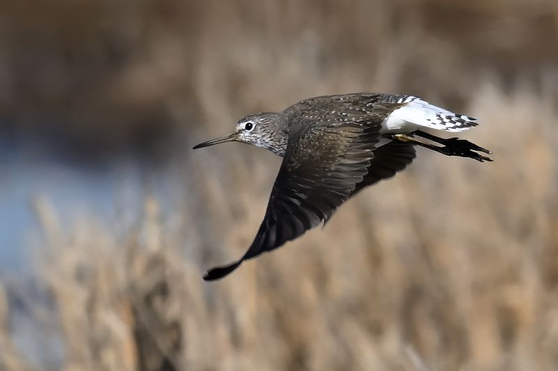 Green Sandpiper (Tringa ochropus)