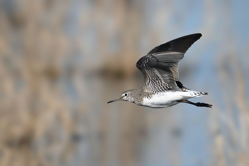 Green Sandpiper (Tringa ochropus)