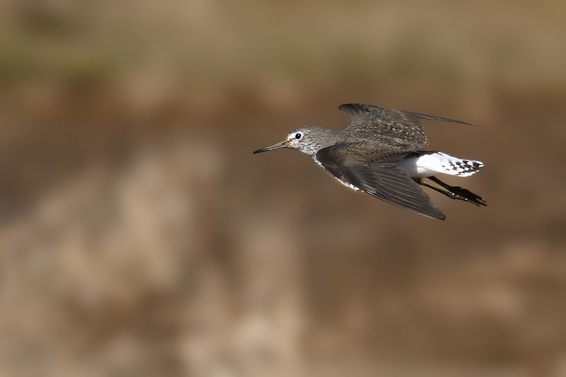 Green Sandpiper (Tringa ochropus)