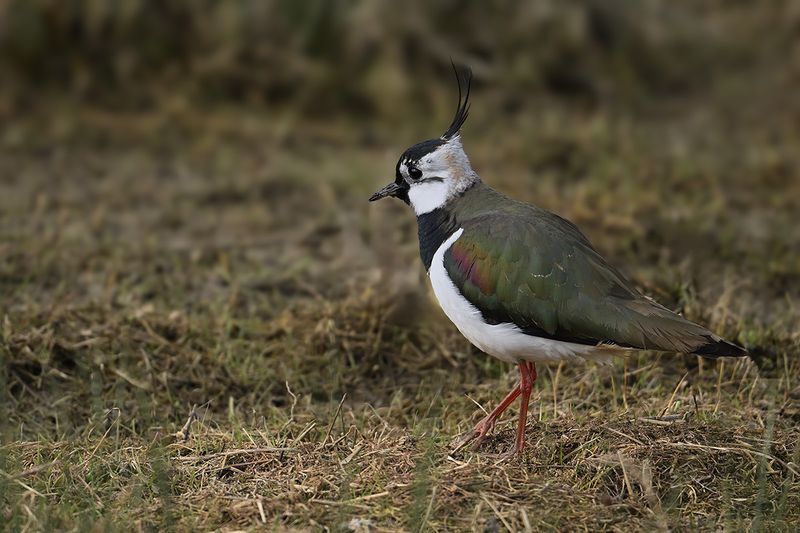 Northern Lapwing (Vanellus vanellus)