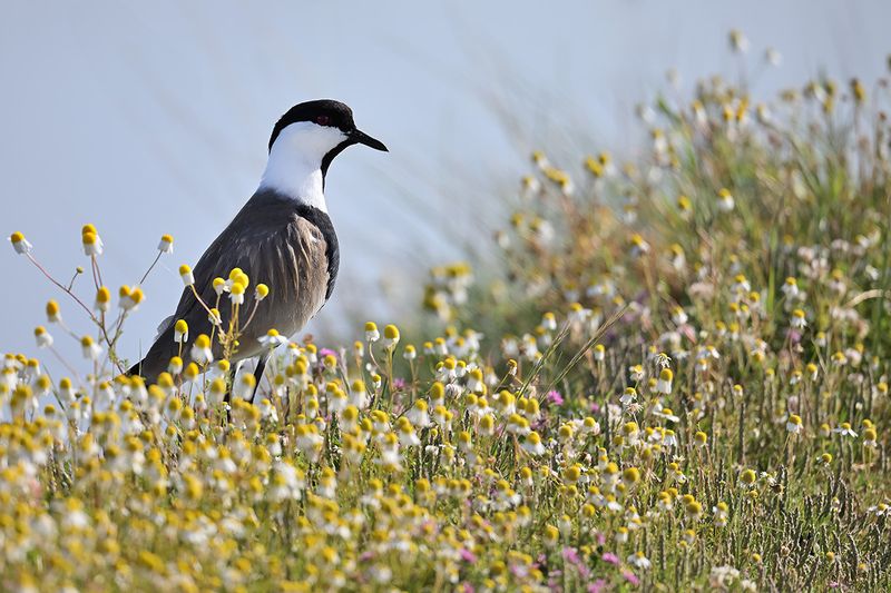 Spur-winged Plover (Vanellus spinosus)