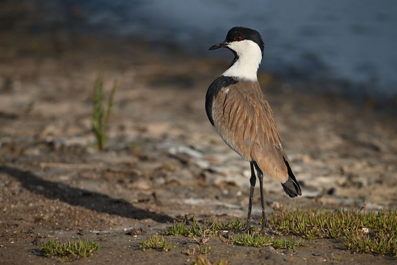 Gallery Spur-winged Plover