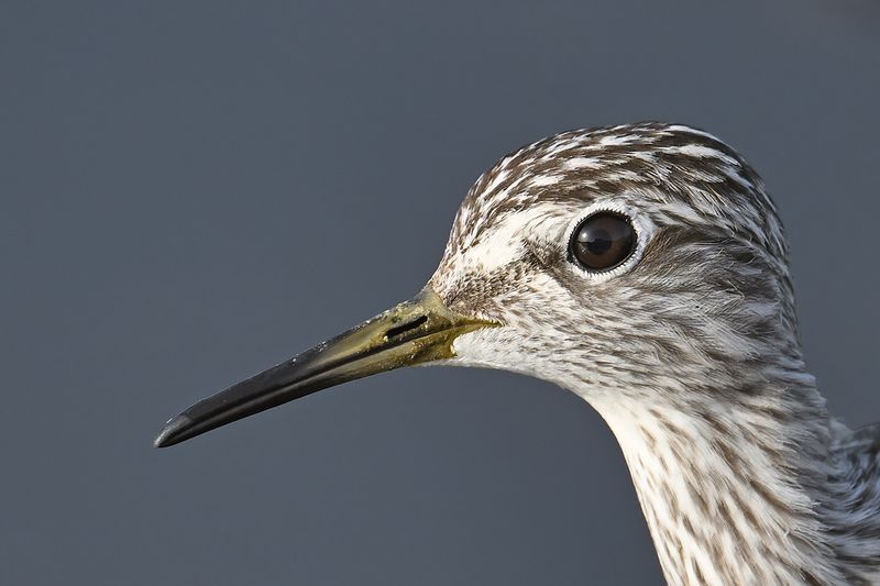 Gallery Wood Sandpiper