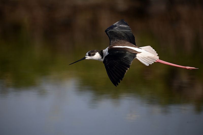 Gallery Black winged Stilt