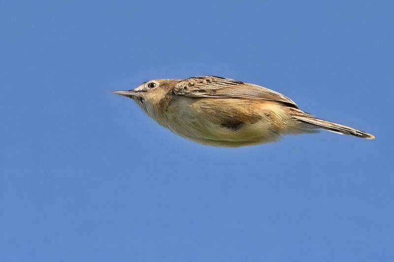Zitting Cisticola - (Cisticola juncidis)