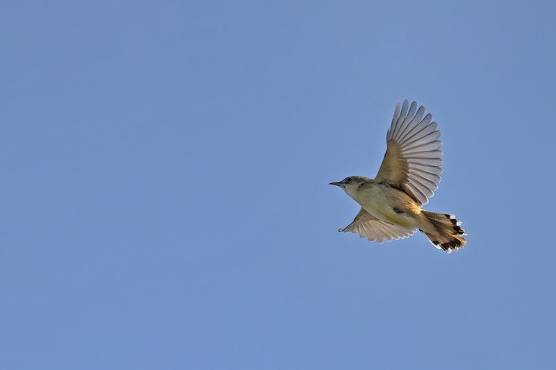 Gallery Zitting Cisticola