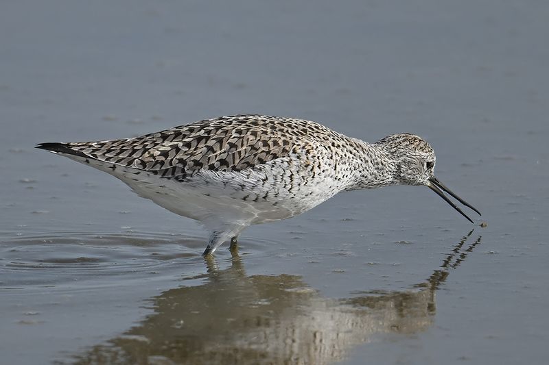 Gallery Marsh Sandpiper