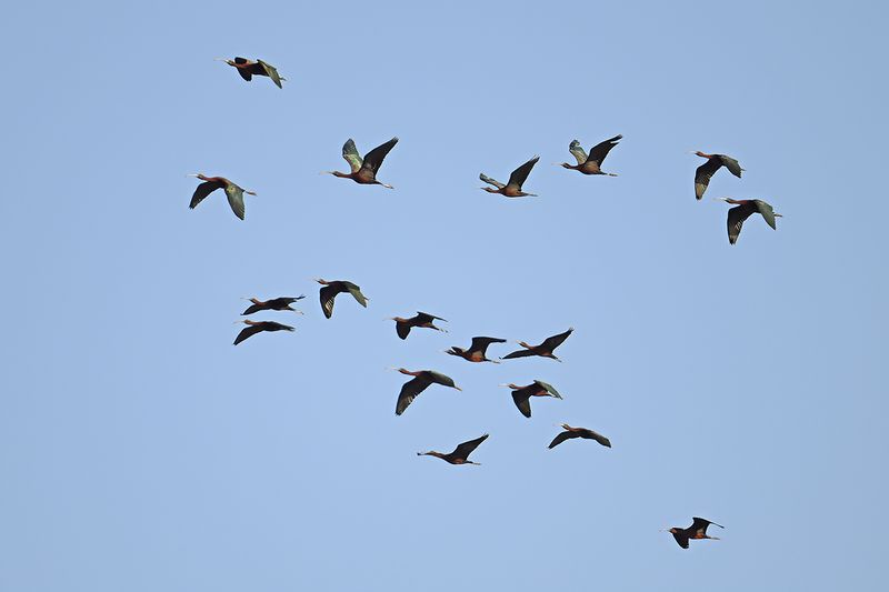 Gallery Glossy Ibis