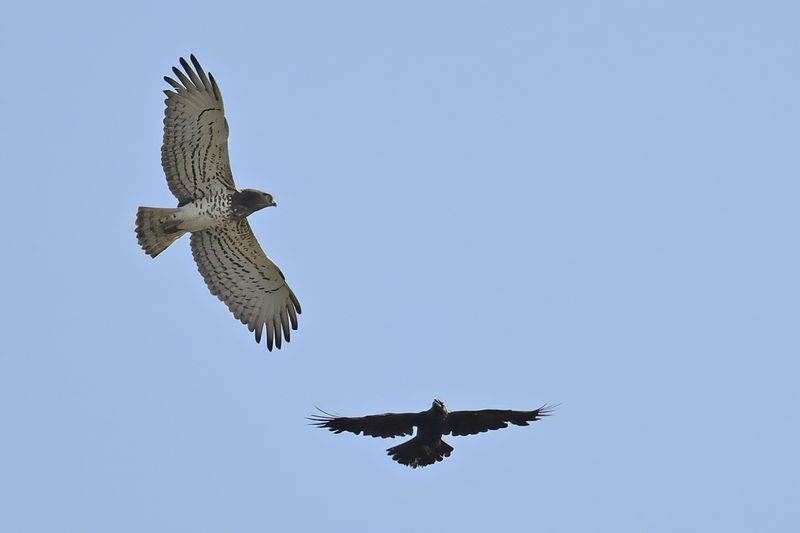 Gallery Short toed Eagle