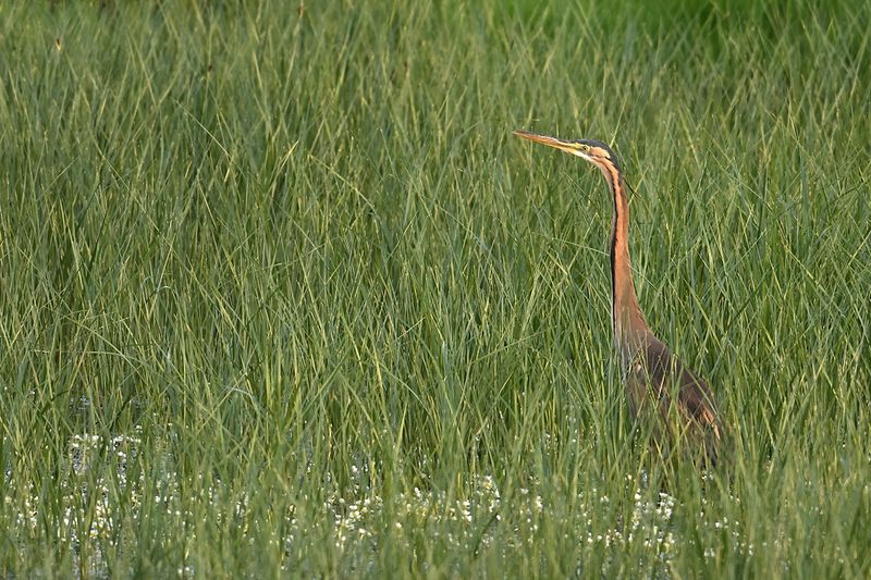 Purple Heron (Ardea purpurea)