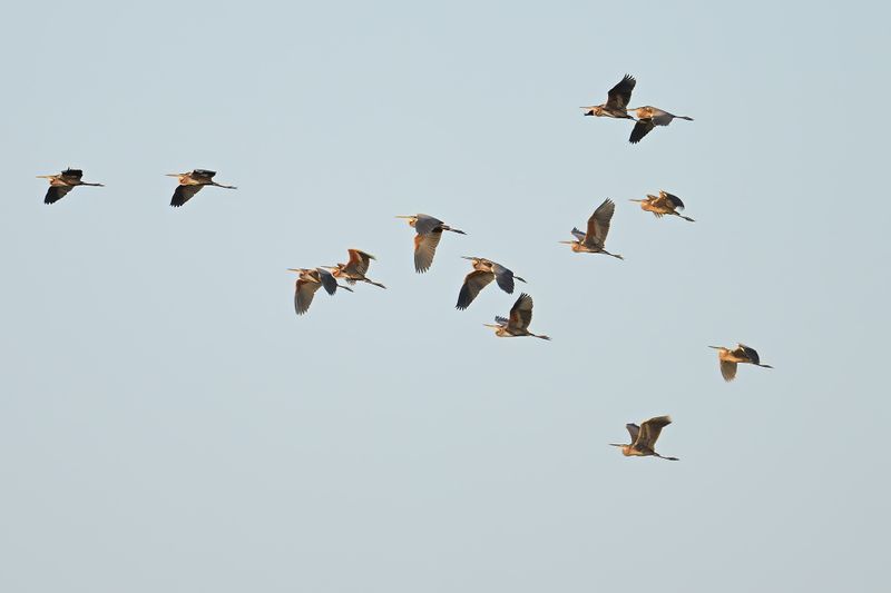 Gallery Purple Heron