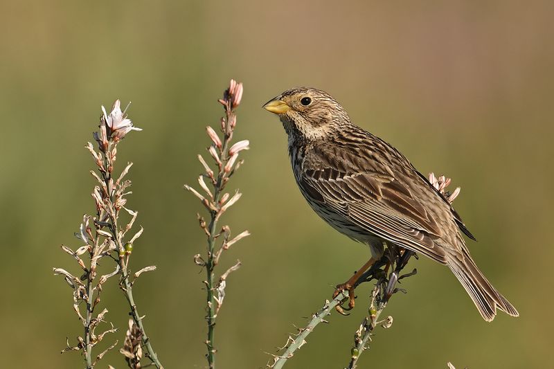 Corn Bunting (Miliaria calandra)