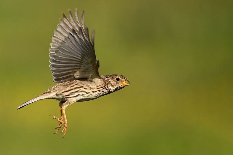 Corn Bunting (Miliaria calandra)