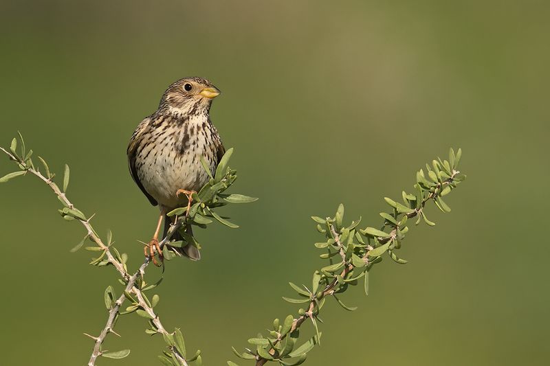 Corn Bunting (Miliaria calandra)