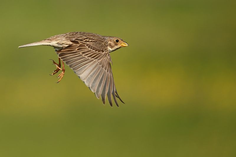 Gallery Corn Bunting