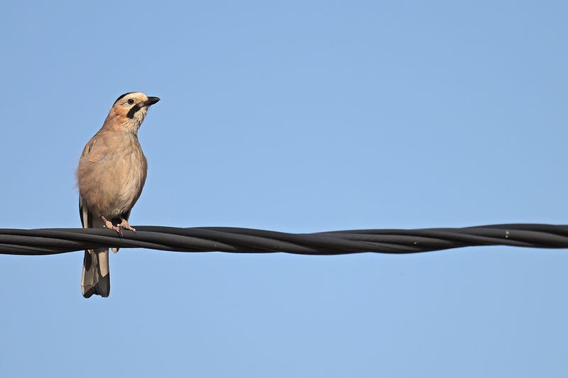Eurasian jay (Garrulus glandarius ssp.atricapillus )