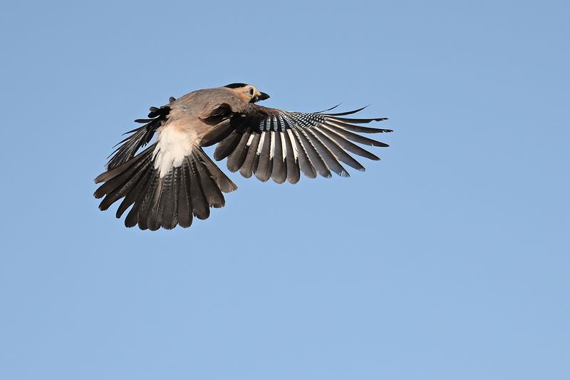Eurasian jay (Garrulus glandarius ssp.atricapillus )