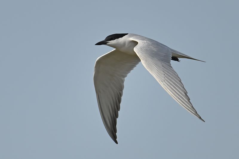 Gull-billed tern (Gelochelidon nilotica)	