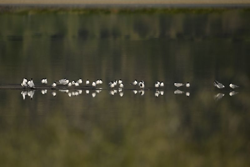 Gallery Gull-billed Tern