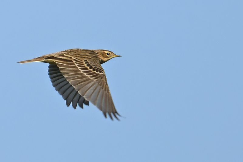 Red-throated Pipit (Anthus cervinus)
