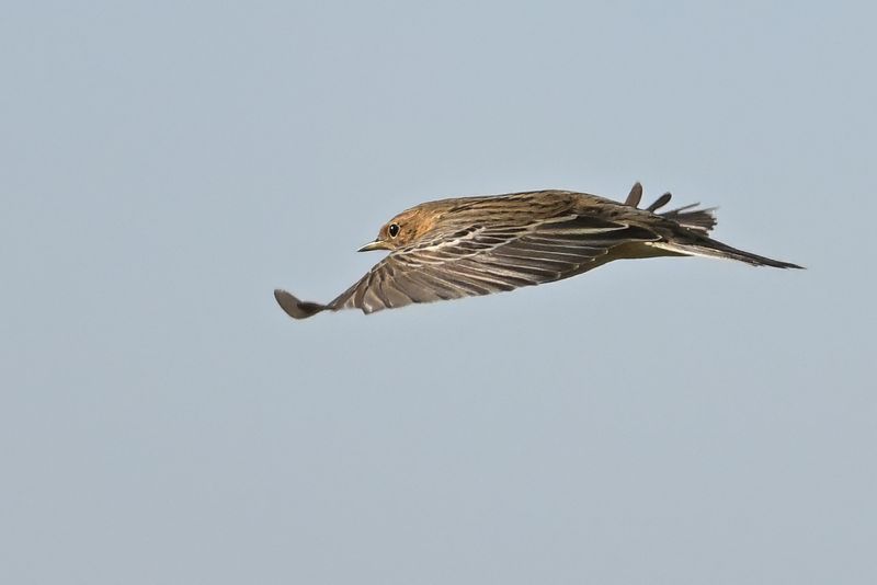 Red-throated Pipit (Anthus cervinus)