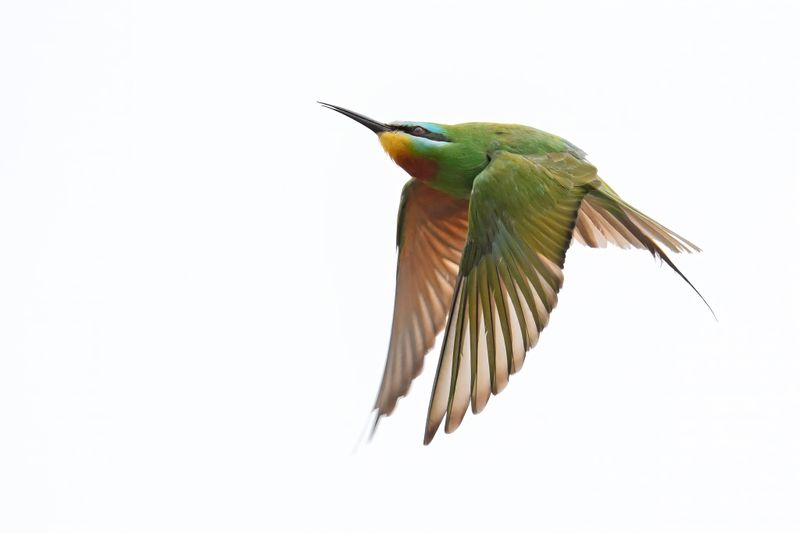 Blue-cheecked Bee-eater (Merops persicus) 