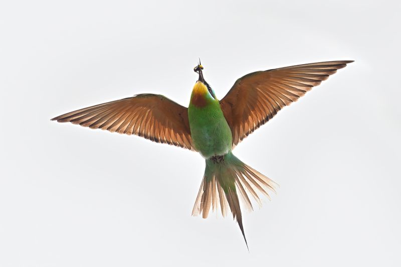Gallery Bleu-cheeked Bee-eater