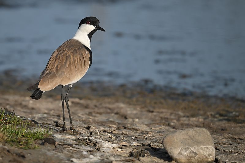 Spur-winged Plover (Vanellus spinosus)