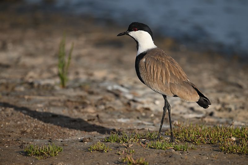 Spur-winged Plover (Vanellus spinosus)