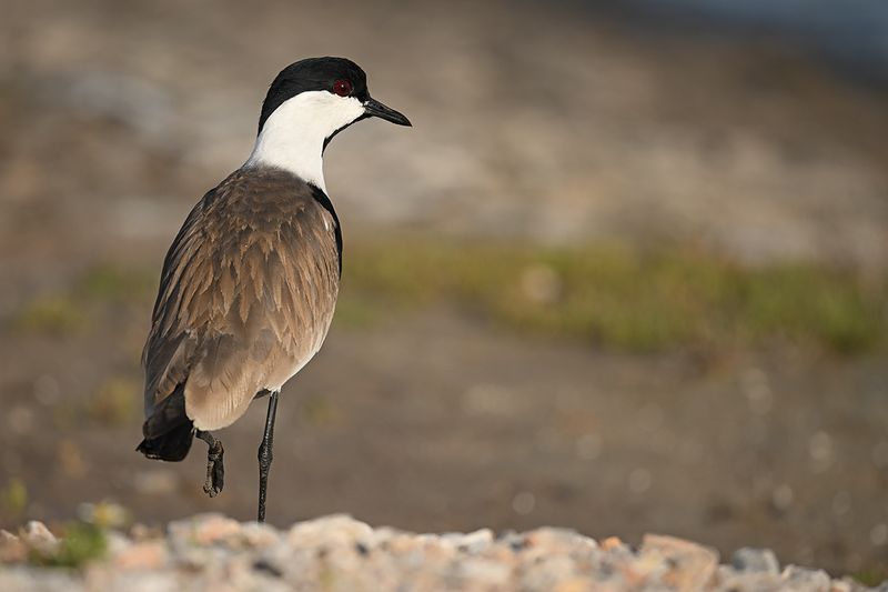 Spur-winged Plover (Vanellus spinosus)