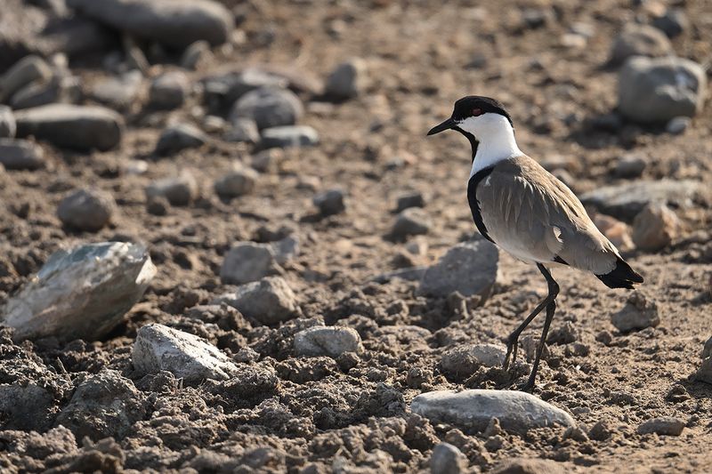 Spur-winged Plover (Vanellus spinosus)