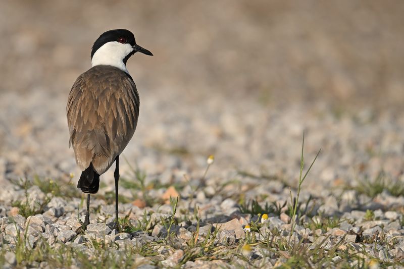 Gallery Spur-winged Plover