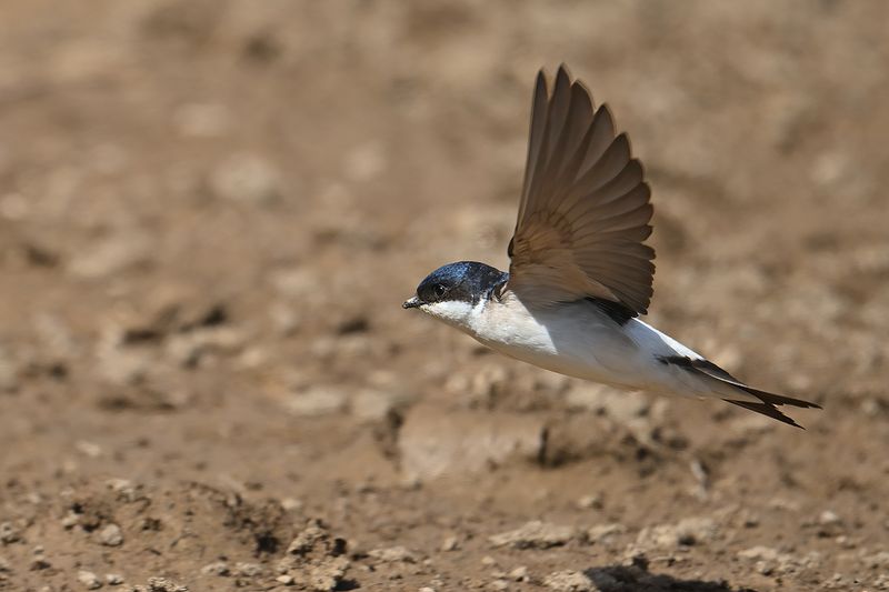 House Martin(Delichon urbicum)