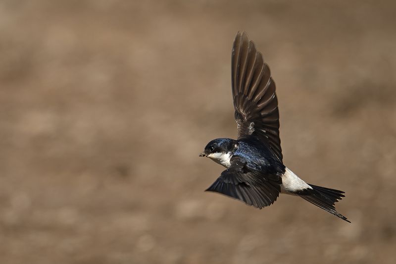 House Martin(Delichon urbicum)