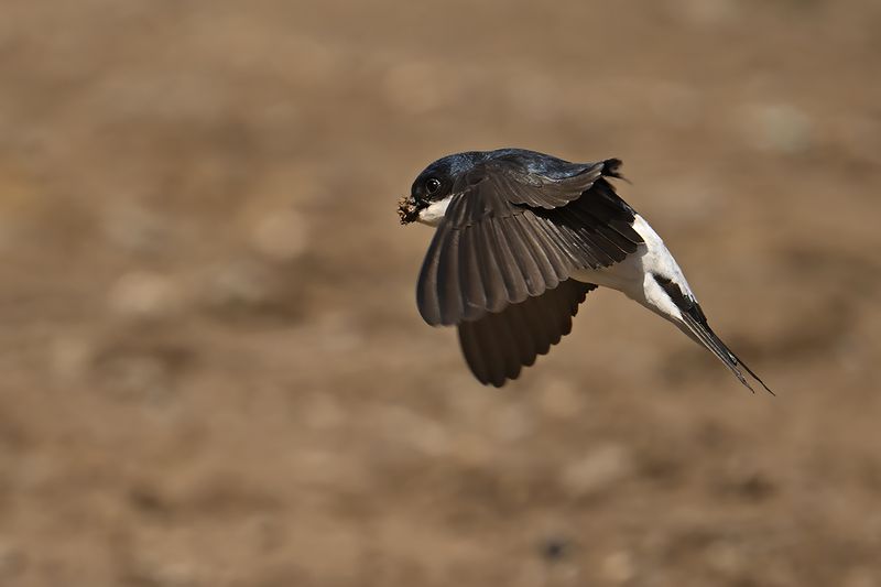 House Martin(Delichon urbicum)