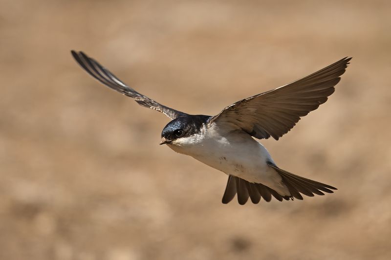 Gallery Common House Martin