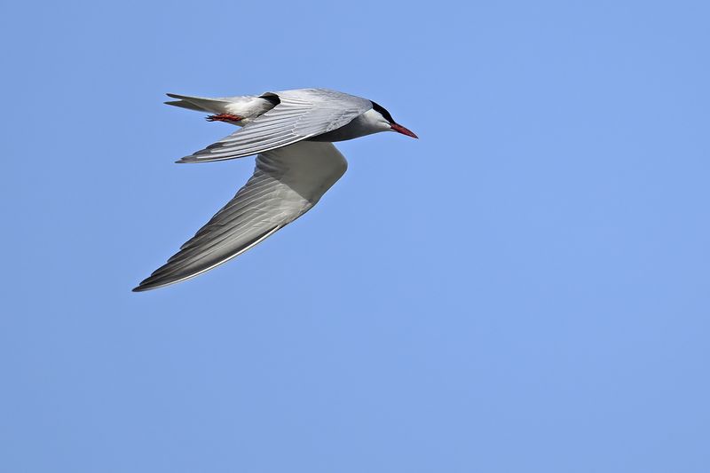 Whiskered Tern (Chlidonias hybridus)
