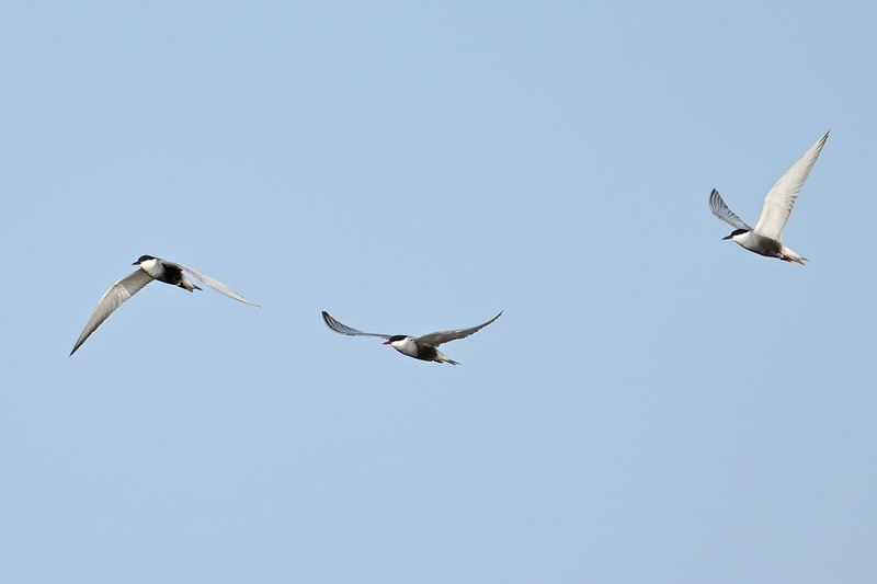 Gallery Whiskered Tern