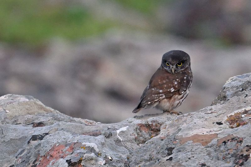 Gallery Little Owl