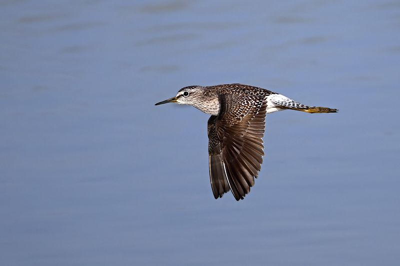 Wood Sandpiper (Tringa glareola)