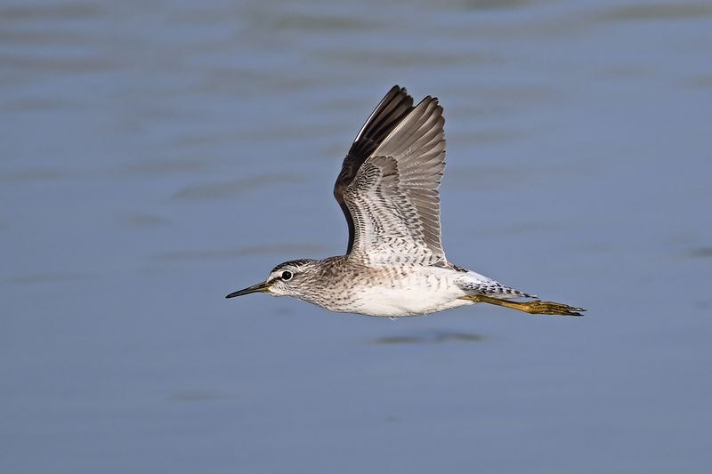 Wood Sandpiper (Tringa glareola)