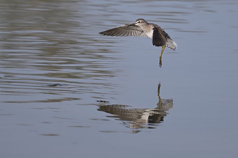 Wood Sandpiper (Tringa glareola)