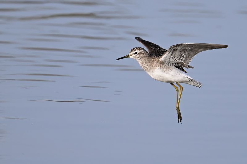 Wood Sandpiper (Tringa glareola)
