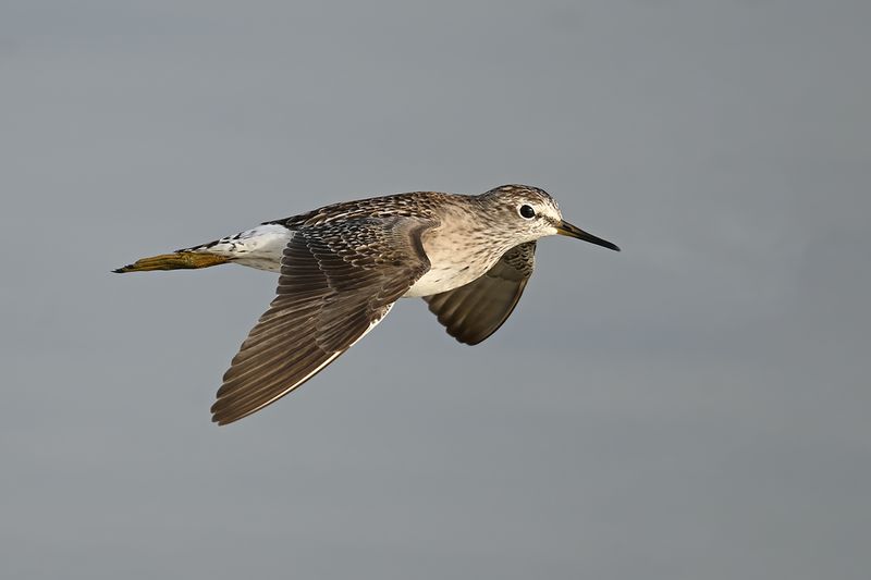 Wood Sandpiper (Tringa glareola)