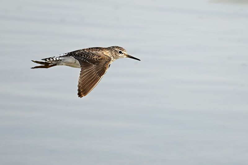 Wood Sandpiper (Tringa glareola)