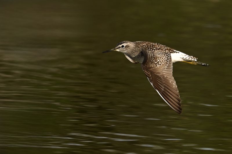 Wood Sandpiper (Tringa glareola)