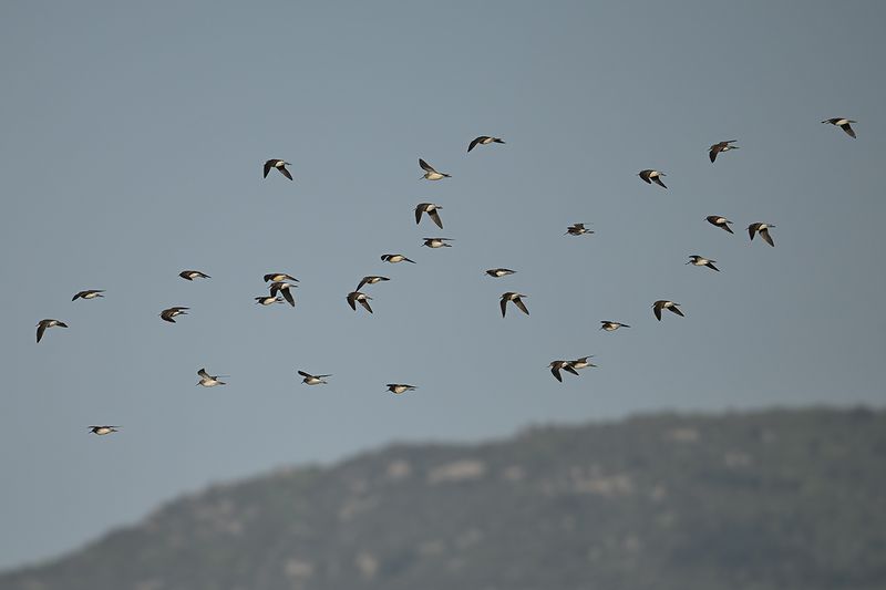 Wood Sandpiper (Tringa glareola)